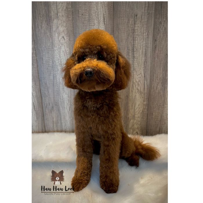 Kurs groomerski indywidualny Sosnowiec Hau Hau Look