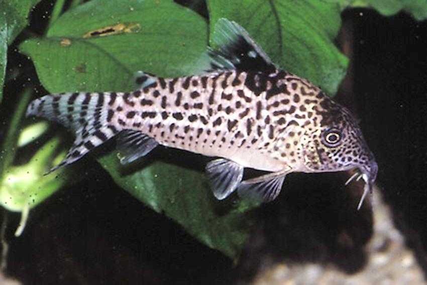 Kirysek jaguarowy - Corydoras ambiacus - Kirys - dowóz, wysyłka