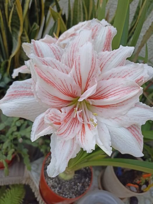 Махровий Гіпеаструм! Колекція рідкісних сортів!