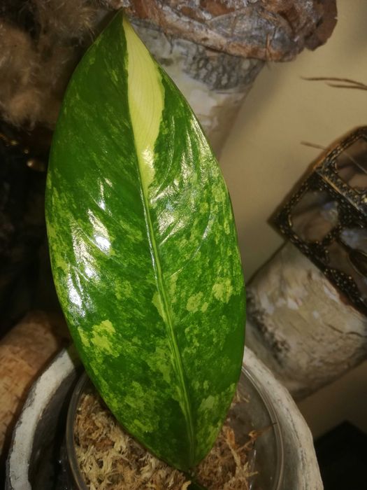Dieffenbachia Variegata Daguensis RZADKOŚĆ monstera philodendron