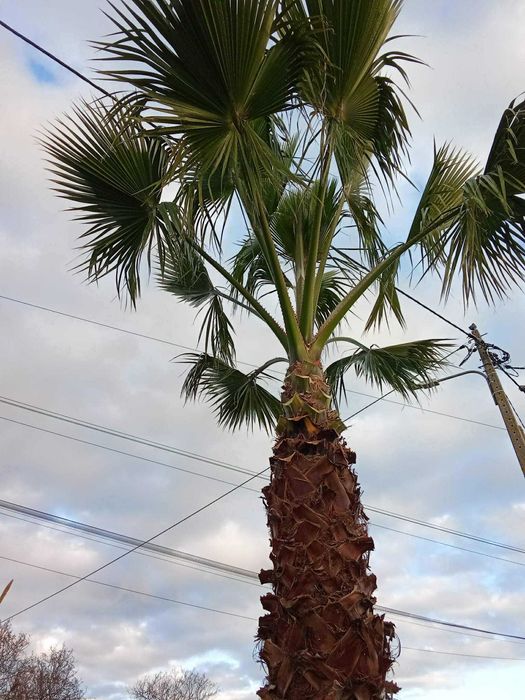 Palmeira grande Saudavel