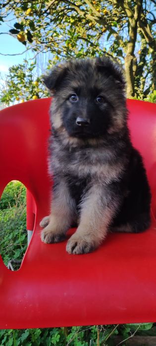 Pastor Alemão macho com lop e Afixo
