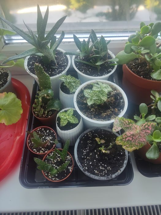 Рослини кімнатні