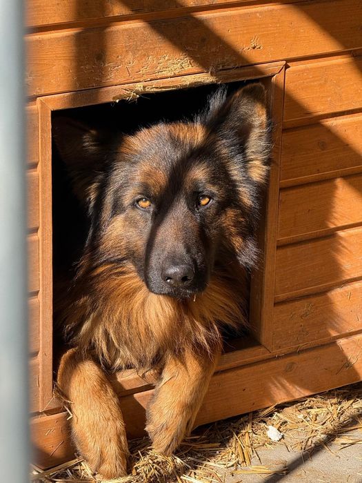 KARO – delikatny owczarek, który potrzebuje cierpliwego domu