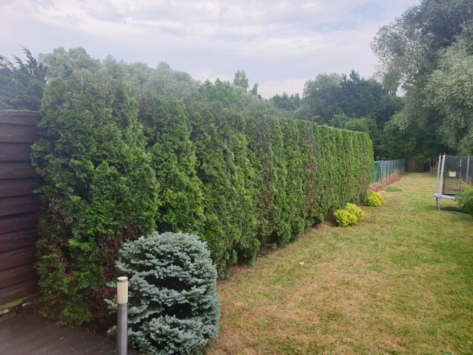 Wycinka Drzew*Karczowanie Działek* Rębak*Usługi Ogrodnicze *