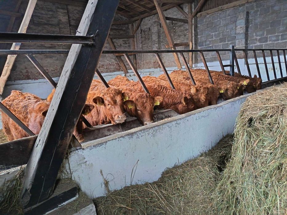 Jałówki mięsne limuze