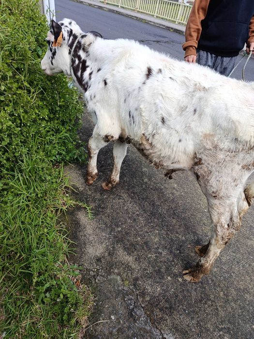 Vende se bezerro macho