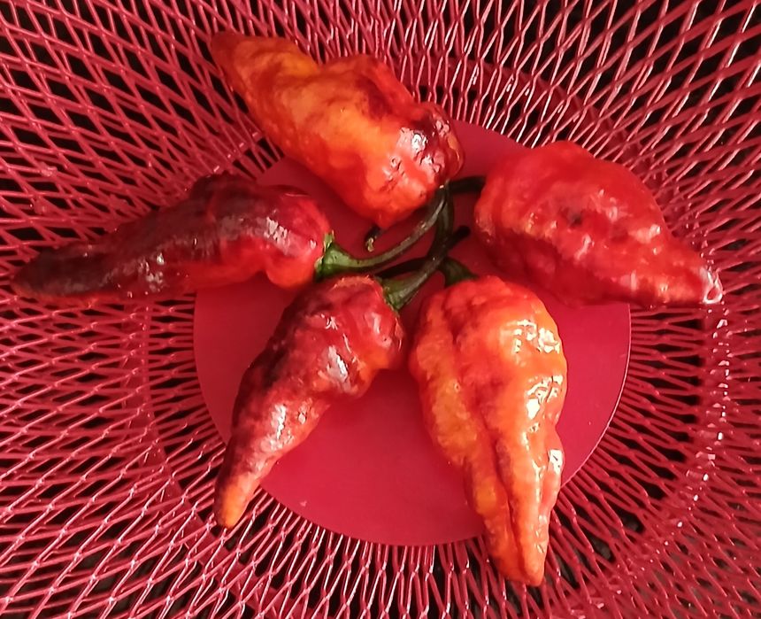 Sementes Pimentas Nucleares,OFERTA Portes Envio