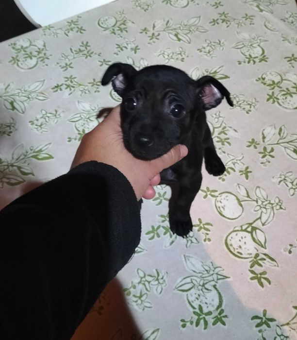 Pinscher fêmea  black