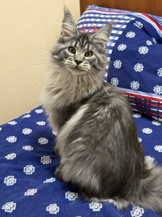 Котенок мейн кун девочка.Праздничная скидка!!!