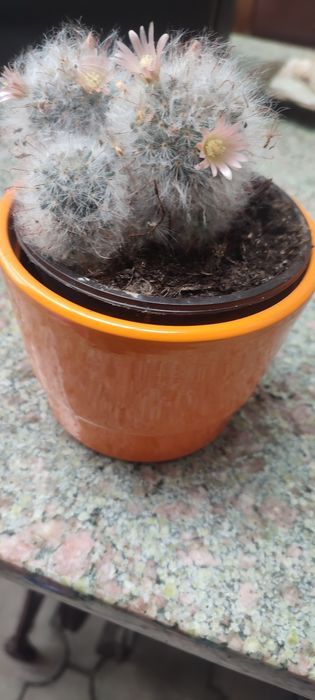 Kaktus Mammillaria bocasana