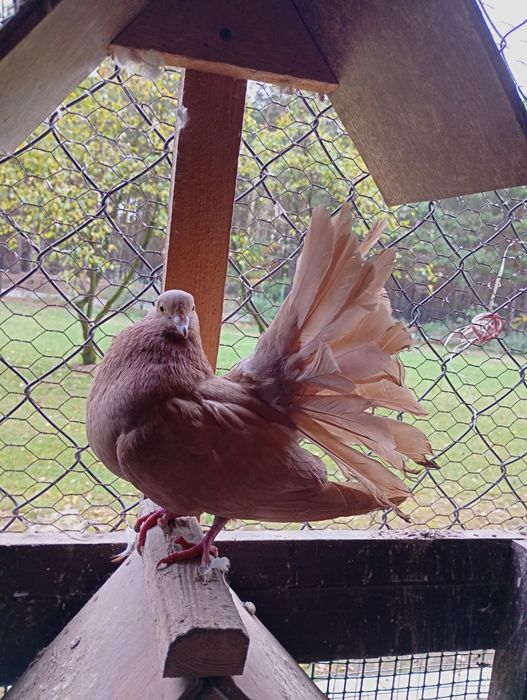 Sprzedam samice gołębia pawia