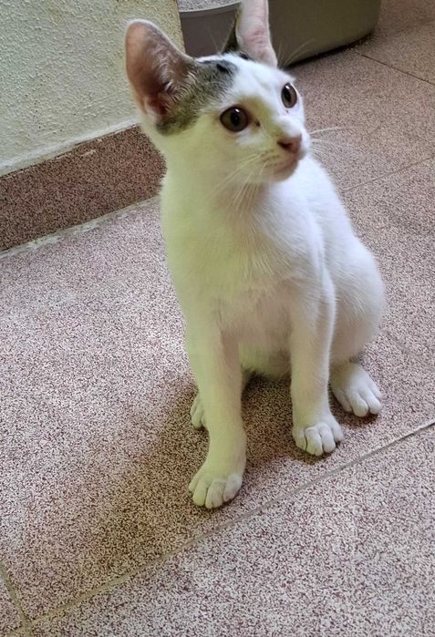 Gatinho para adoção
