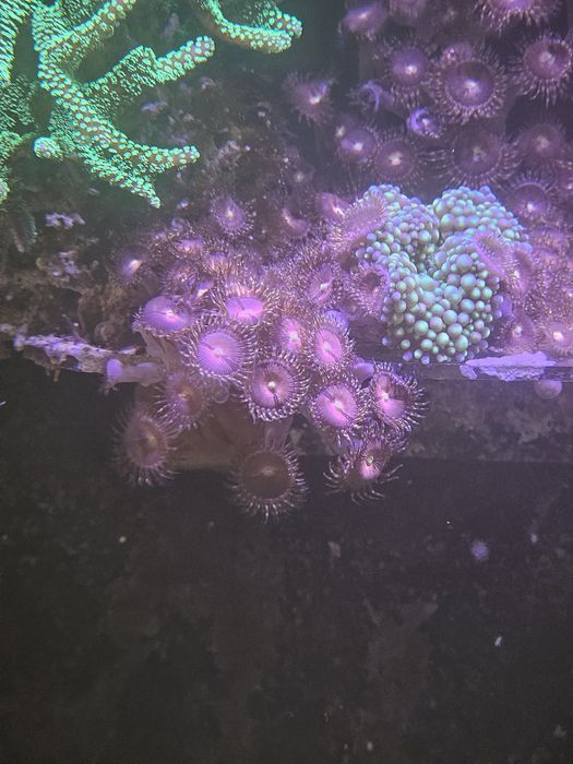Zoanthus Purple bee 
Purple bee
listopada 2023
Purple beelistopada