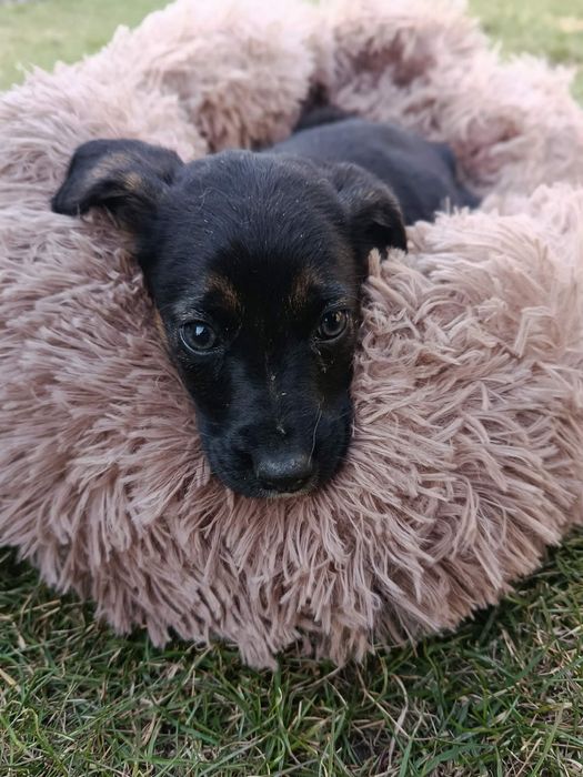 Pokochaj Misty daj dom