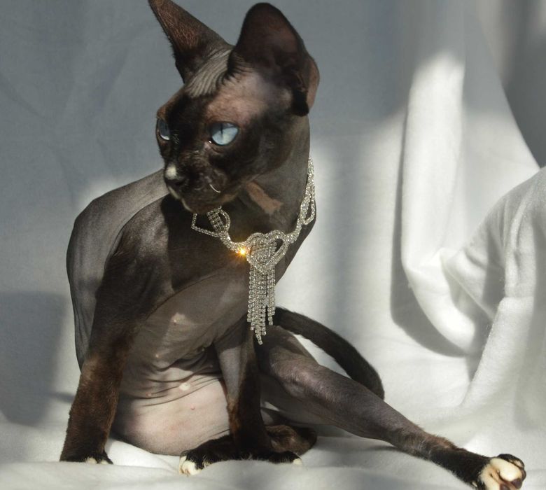 Meah sfinks  kotka niebiesooka o hipnotyzującym spojrzeniu