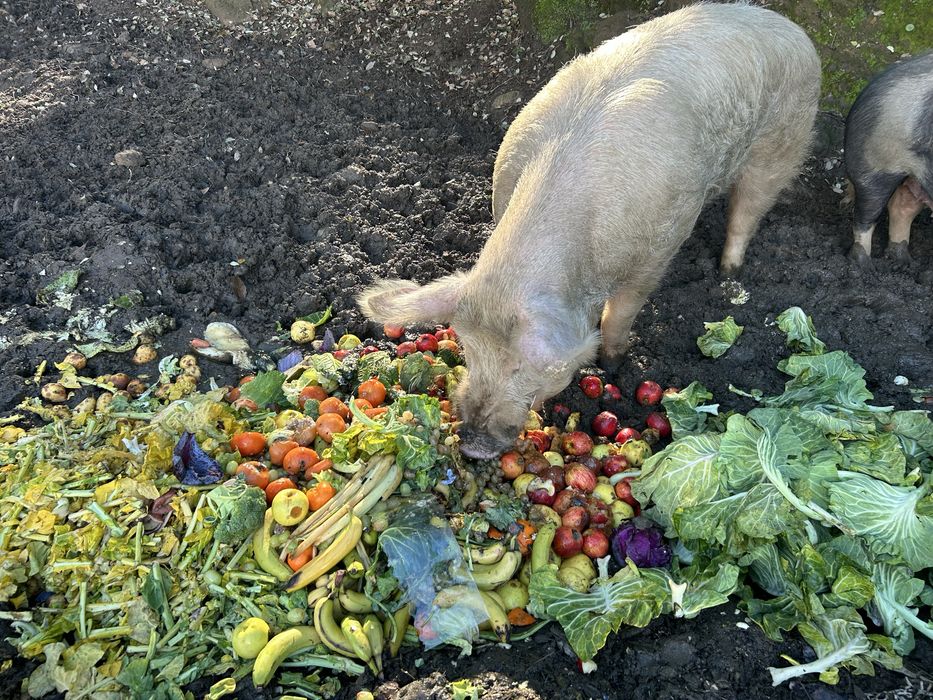 Vendo porcos para abate