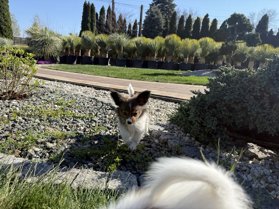 Papillon szczeniak suczka spaniel kontynentalny miniaturowy