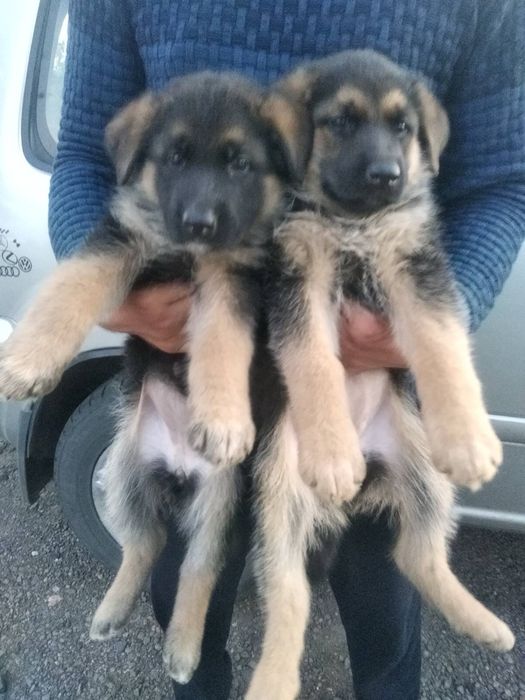 Цуценята Німецької вівчарки