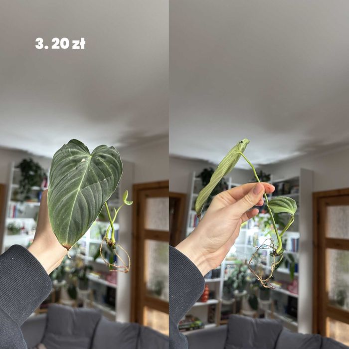 Philodendron splendid szczepki