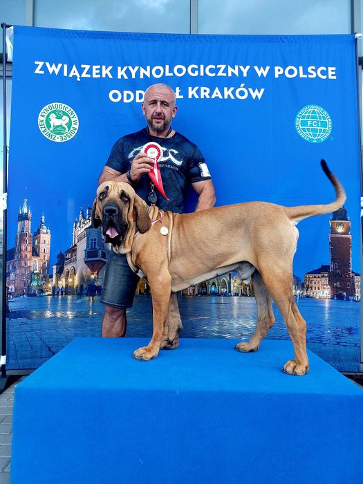 Fila brasileiro szczeniak