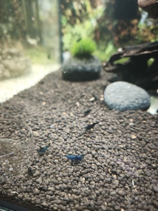 Neocaridinas blue dream