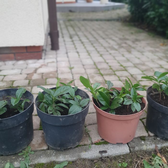 LAUROWIŚNIE  sadzonki .