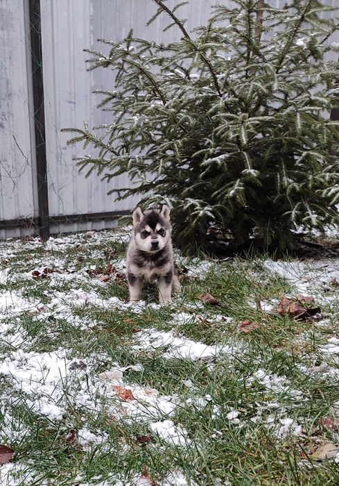 Маю цуценят.. вибір є