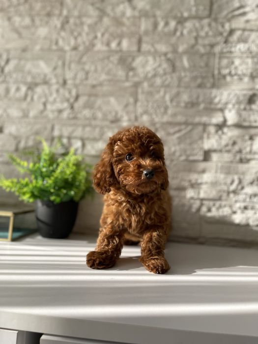 Той пудель (Китай) хлопчик red brown