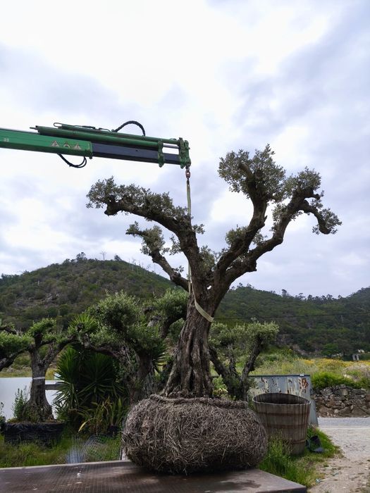 Oliveiras ornamentais