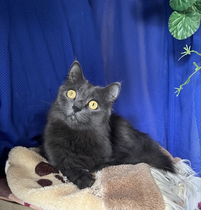 Алиска , кошечка , помесь мейнкуна