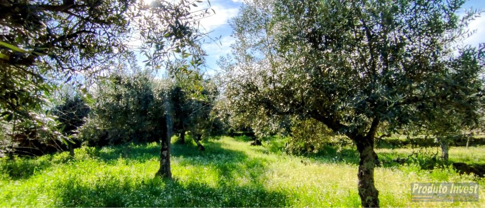 Oliveiras centenárias