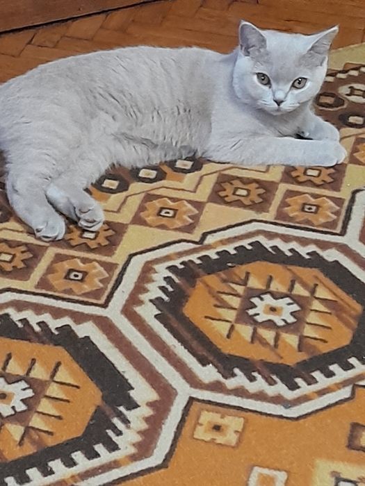 Британская короткошерстная