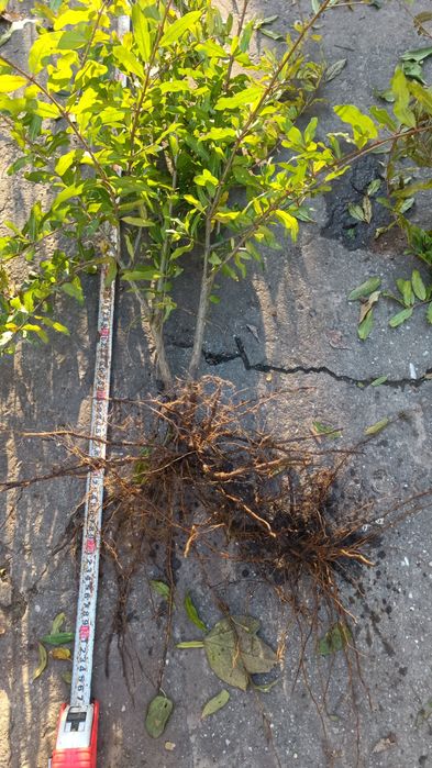 Саженцы граната хурмы персика инжира винограда  плодовых деревьев