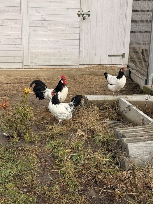 Lakenfelder jaja lęgowe