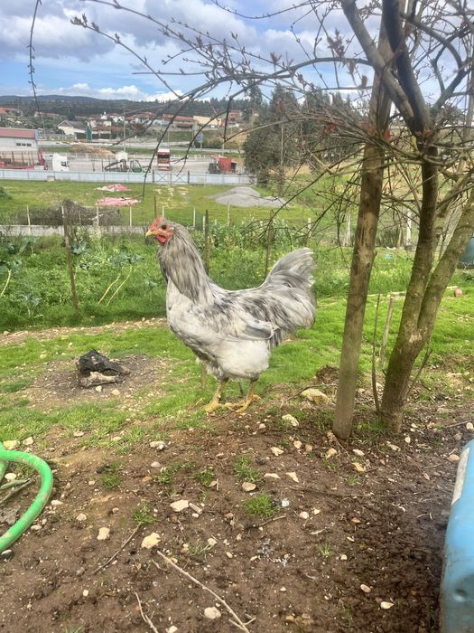 Ovos e pintos de Galinha Australorp Azul