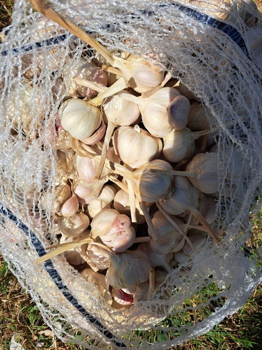 Czosnek wiosenny Jary