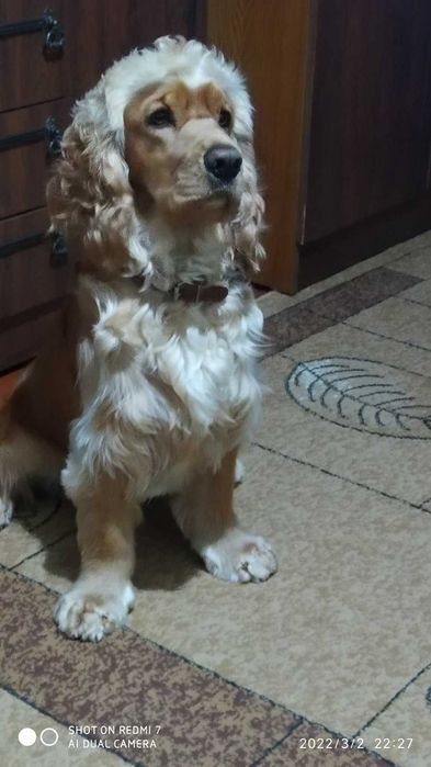 Кокер спаніель в'язка