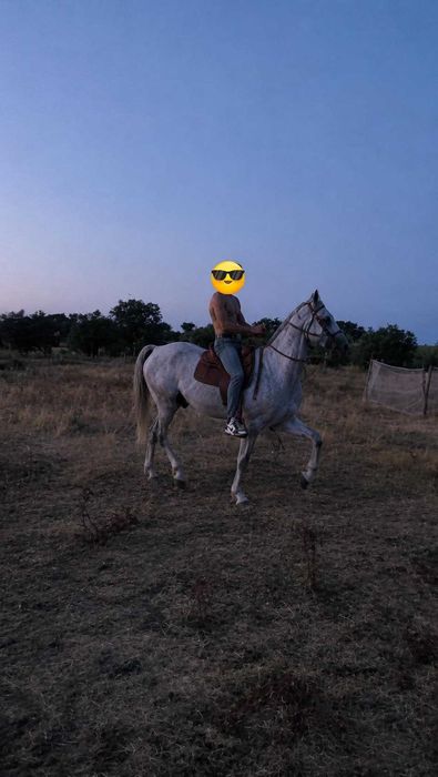 Vendocavalobemmo