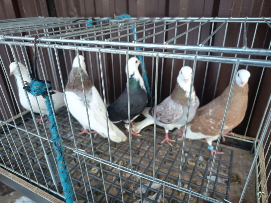 Sprzedam gołębie Czajki i białogłówki