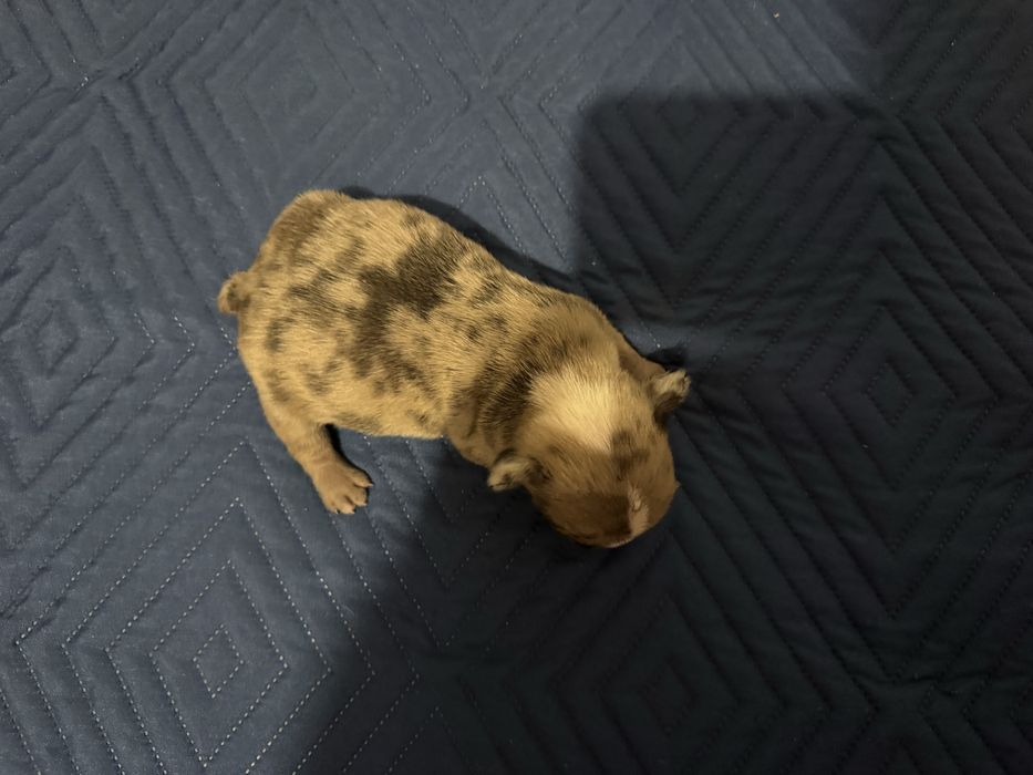 Buldogue frances