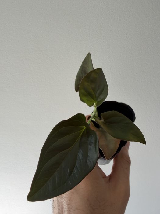 Syngonium red arrow