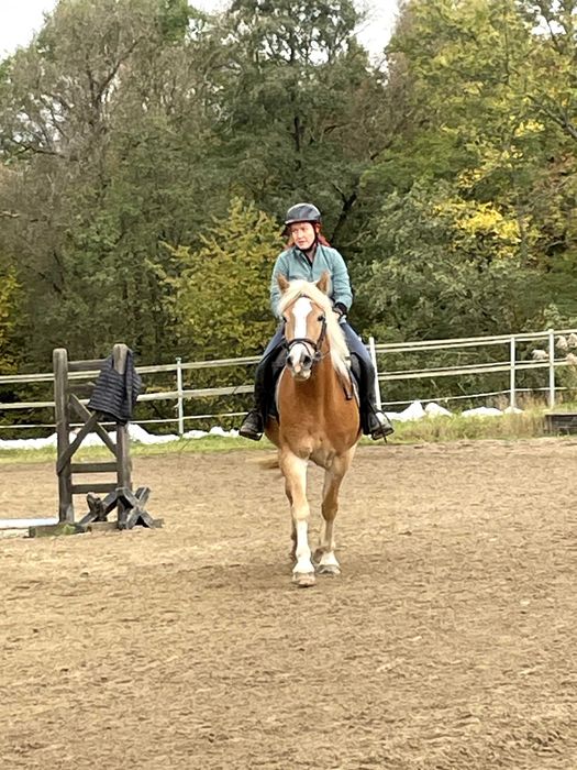 Klacz haflinger 5 lat