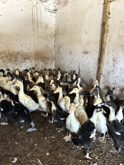 Kaczki pekin dworka staropolska