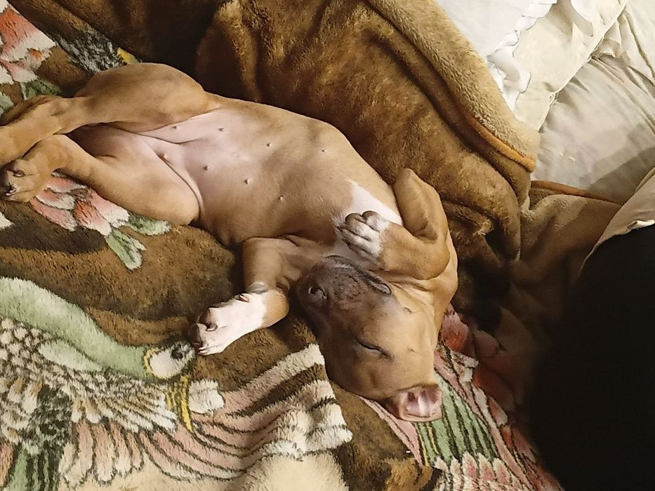 Продам девочку 5 месяцев стаф