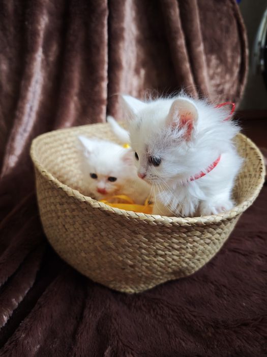 Білі кошенята котеня турецька ангорська чистокровні котик кішка