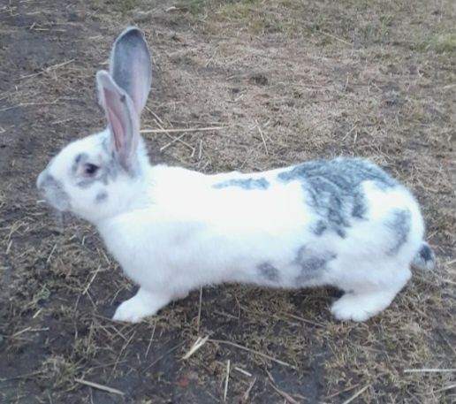 Królik Samica mieszaniec