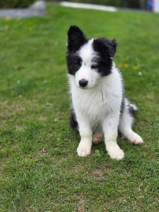 Border Collie ZKWP FCI pies