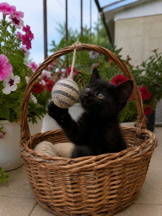 Кошеня для найкращої родини
