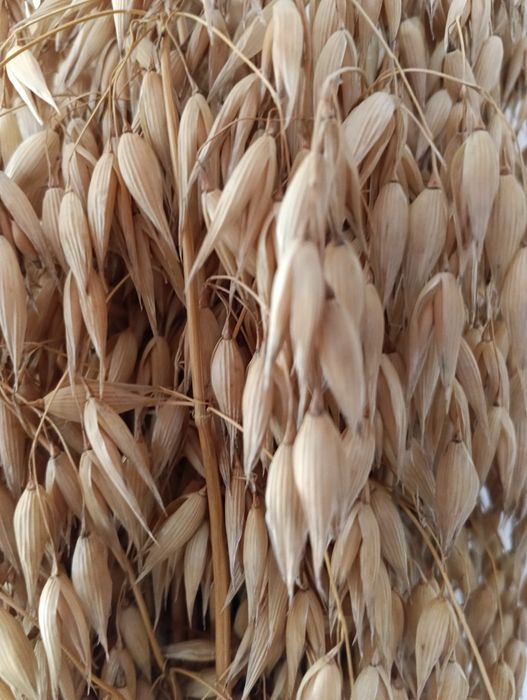 Owies  jary czyszczony